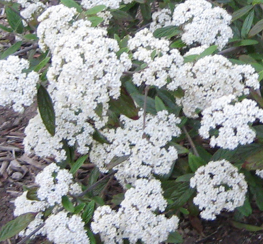 Prague Viburnum Natorp's Online Plant Store